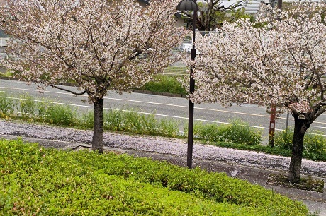 青葉公園の桜と菜の花