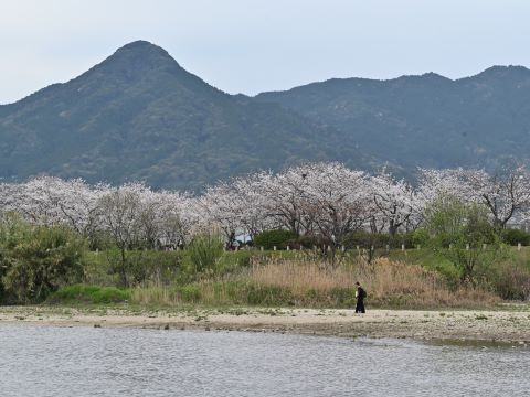 室見川河畔の桜と散歩する人
