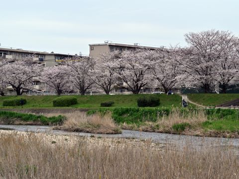 室住団地横の桜並木