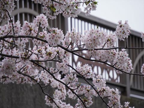 桜と筑肥橋２