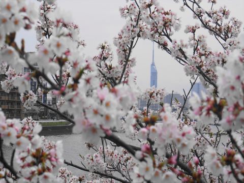 福岡タワーと桜