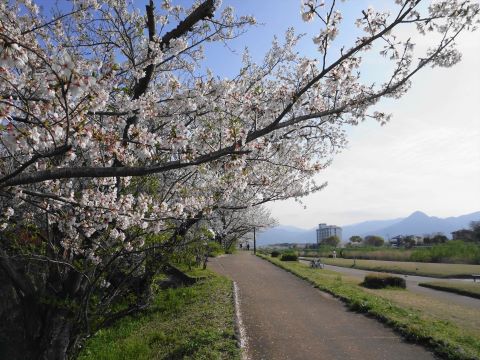 室見川と桜