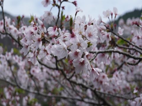 ダムパークの桜