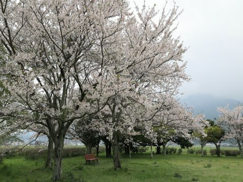 脇山中央公園の桜
