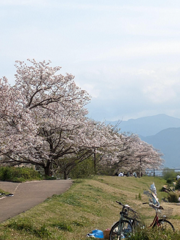 室見川河畔公園の桜
