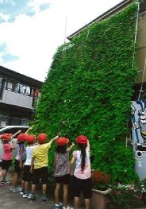 画像:緑のカーテン（内浜小学校）の写真
