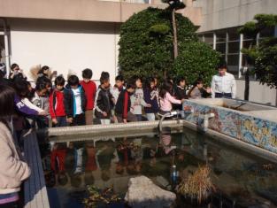 浄化装置が完成した観察池を見学する５年生の児童たち