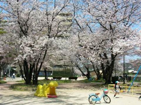 塩原北公園の満開の桜
