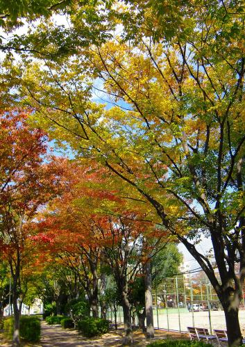 「箱崎公園遊歩道のけやき並木」の拡大画像