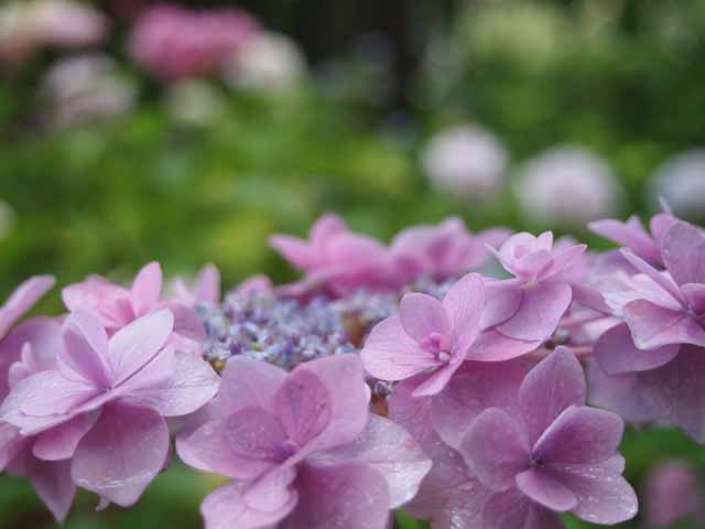 筥崎宮の紫陽花の様子