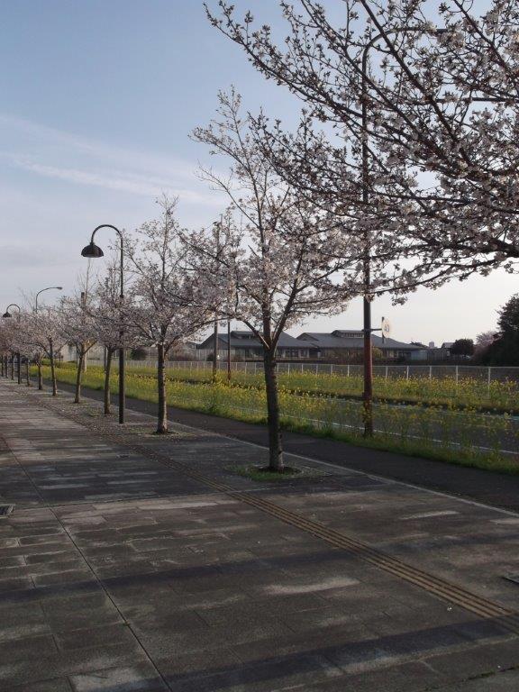 青葉公園の桜4