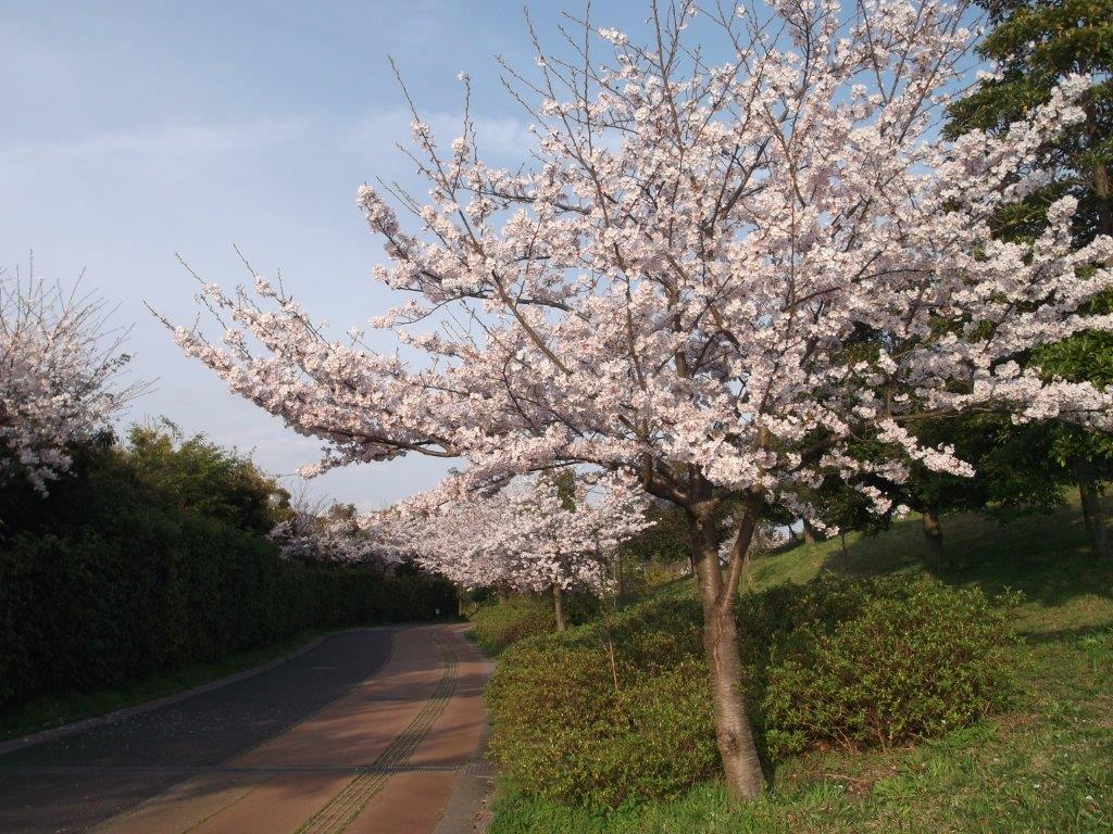 青葉公園の桜1