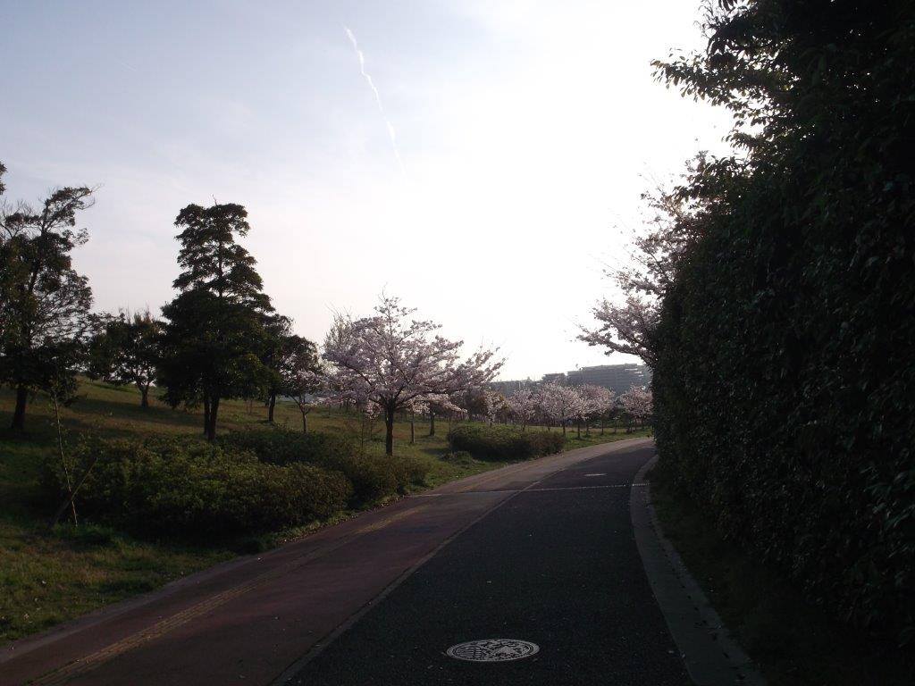 青葉公園の桜2
