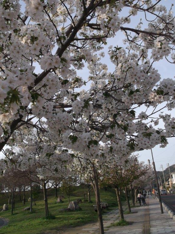青葉公園の桜5