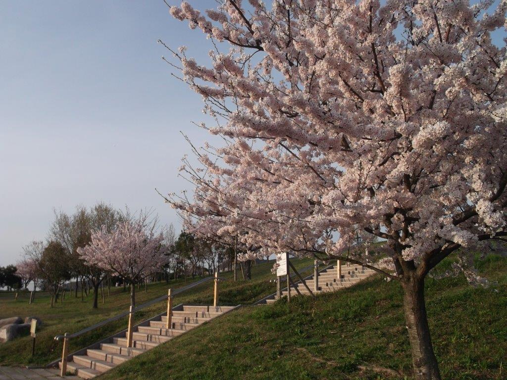 青葉公園の桜3