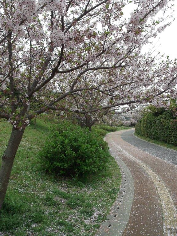 青葉公園に咲く桜