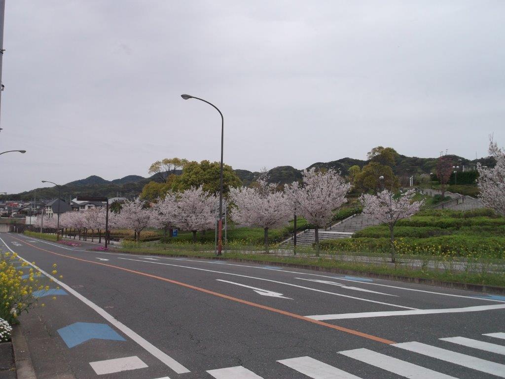 青葉公園に咲く桜