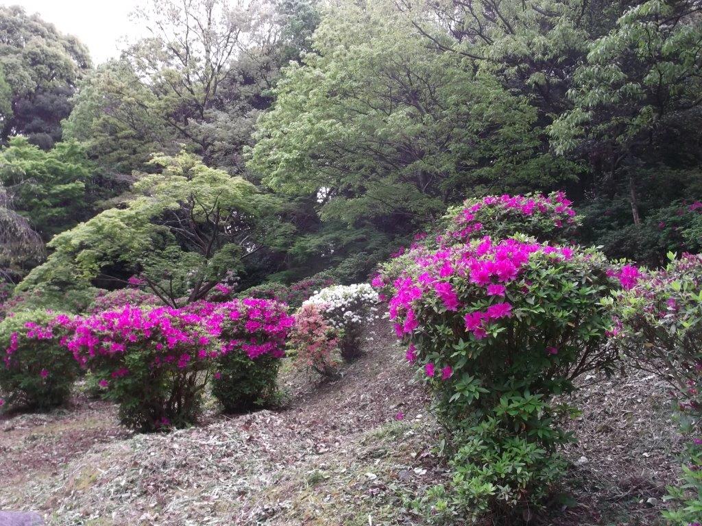 香椎宮亀の池の庭園のつつじの写真１