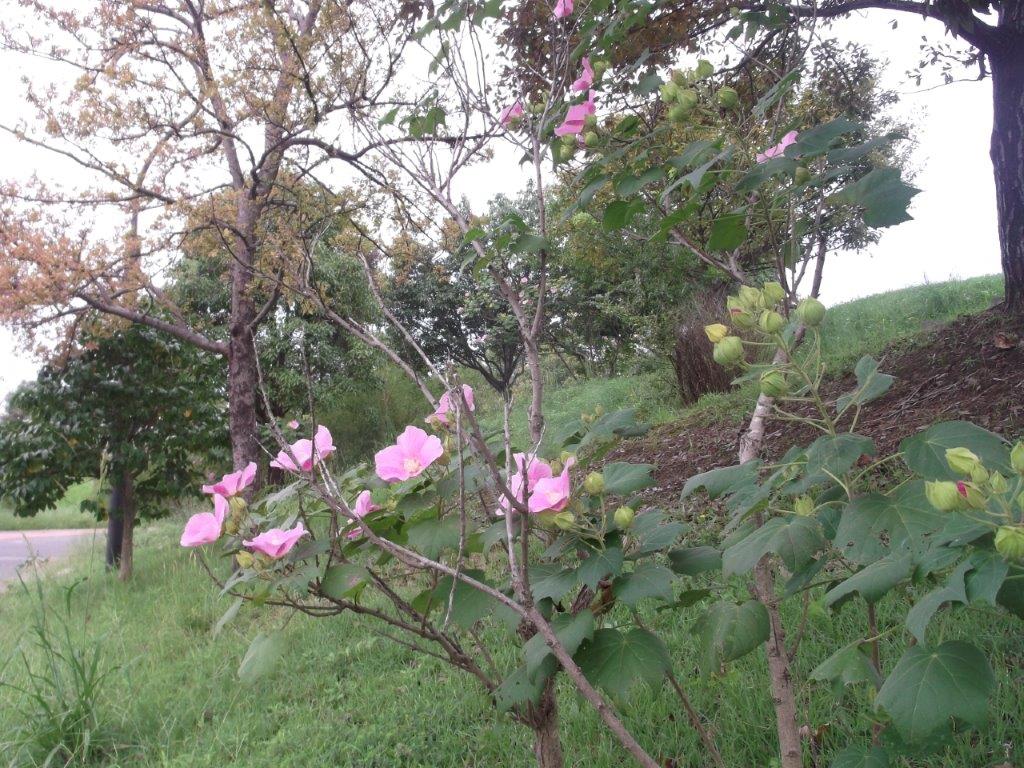 青葉公園の芙蓉の写真1