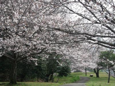 青葉緑地の桜の写真1