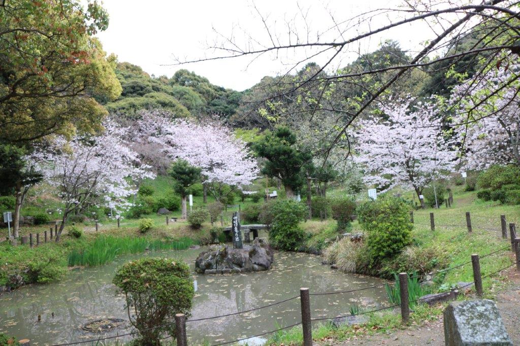 香椎宮の桜の写真3
