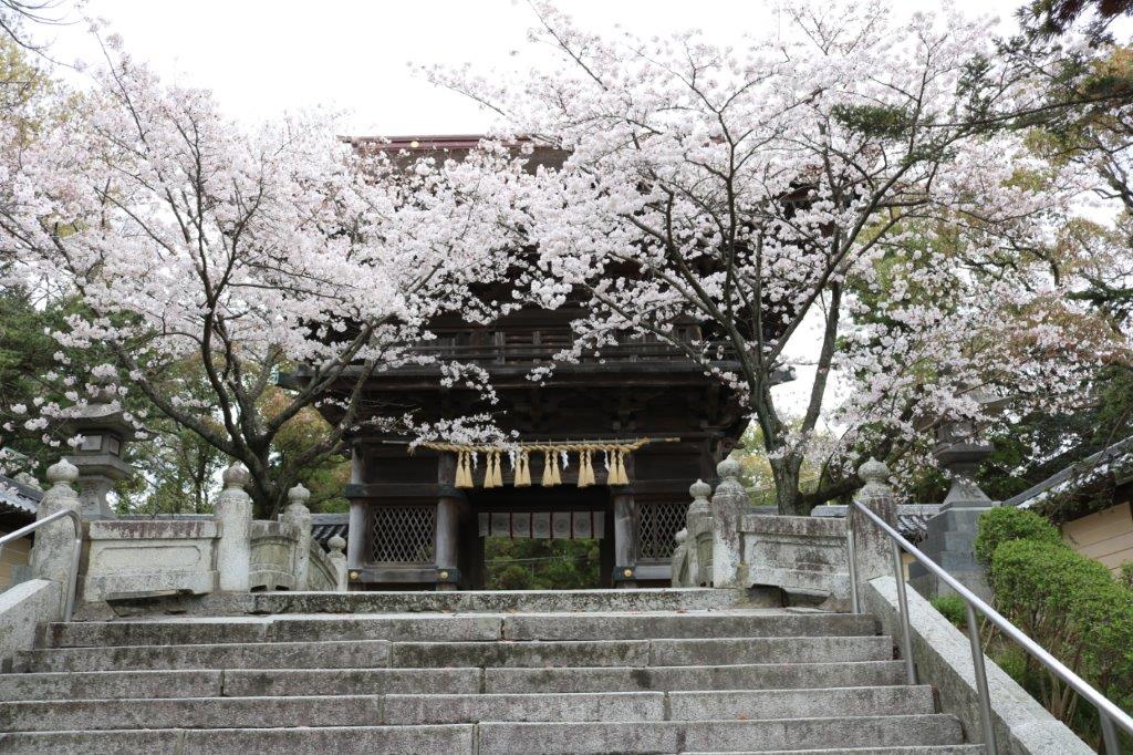 香椎宮の桜の写真4