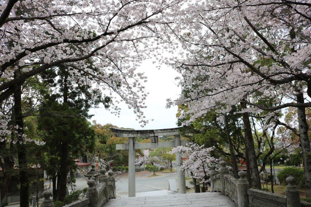 香椎宮の桜の写真5