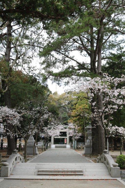 香椎宮の桜の写真１