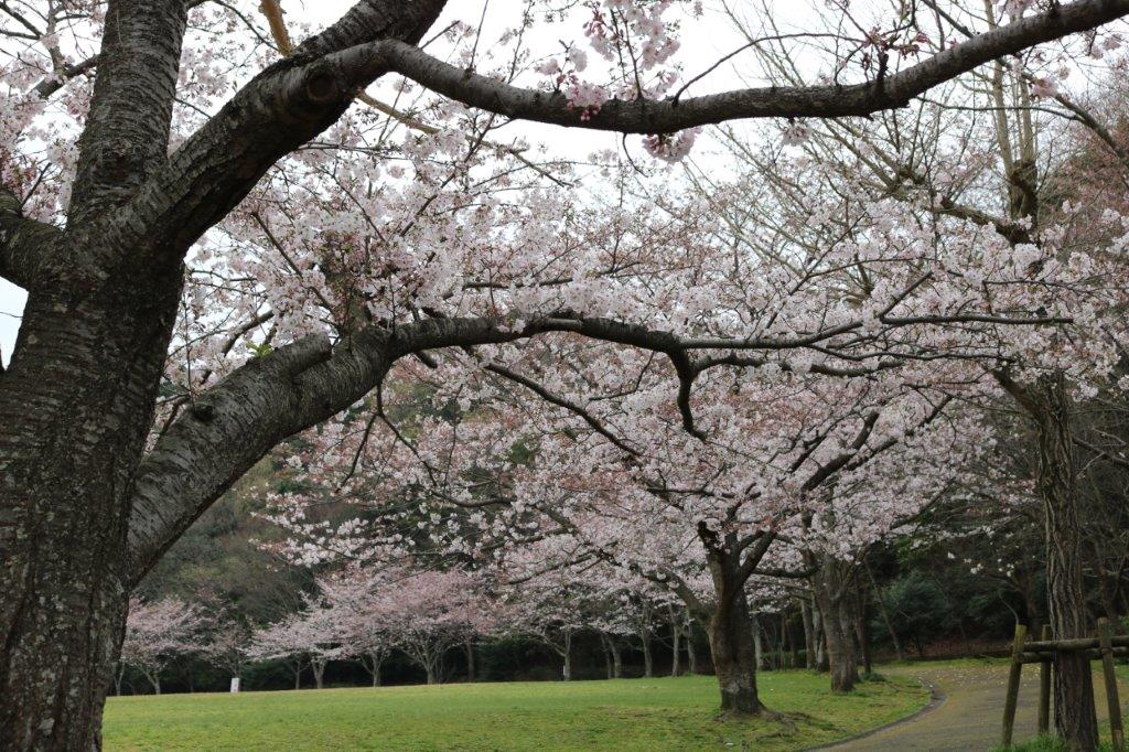 長谷ダムの桜の写真4