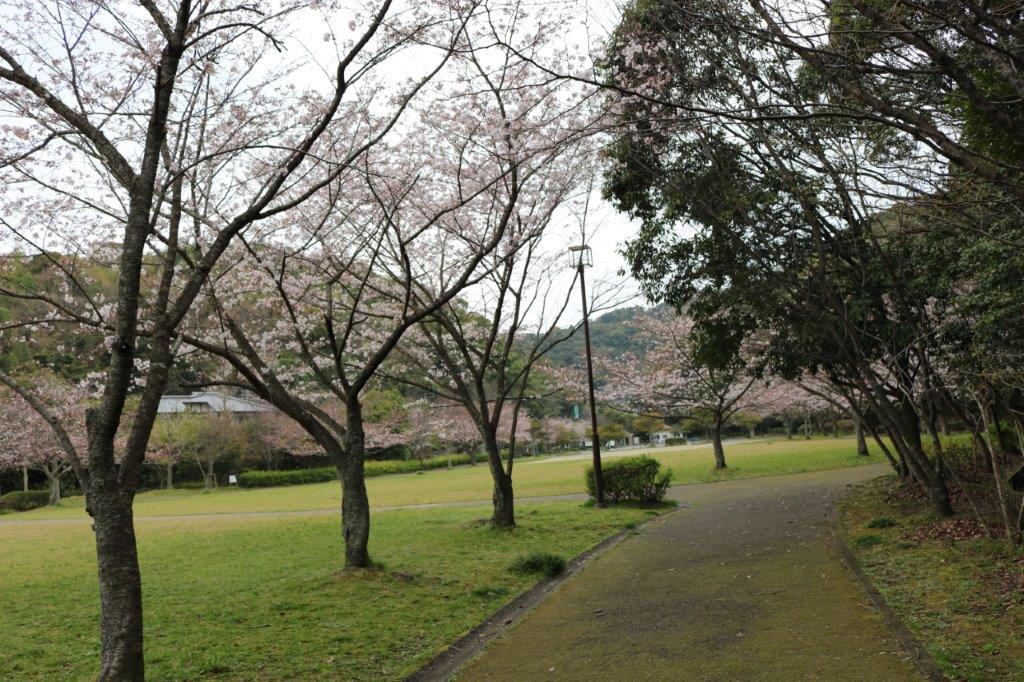 長谷ダムの桜の写真5