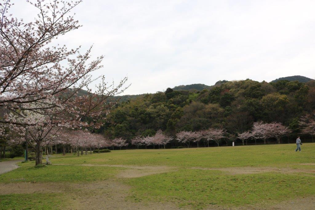 長谷ダムの桜の写真2