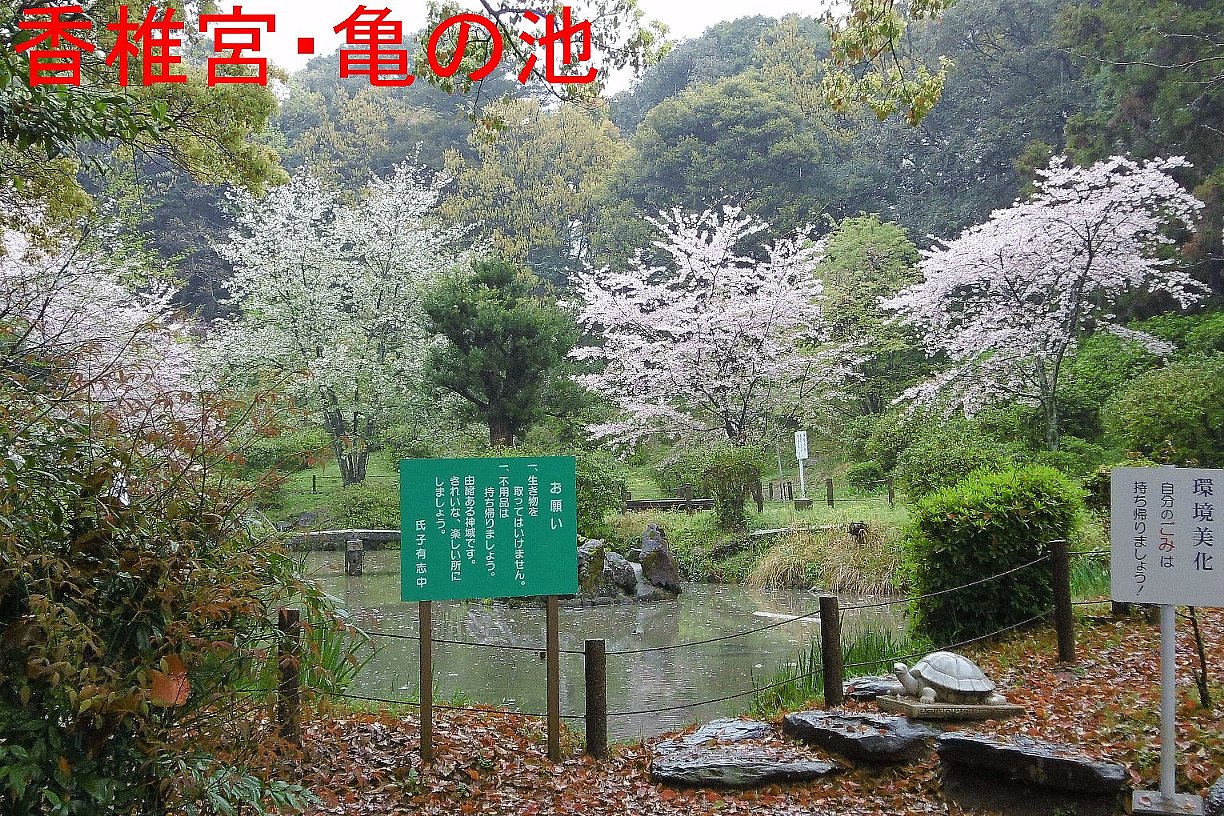 香椎宮・亀の池の写真