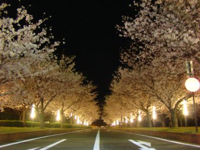 「夜桜」の拡大画像