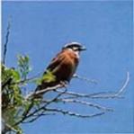 野山の鳥「ホオジロ」の写真