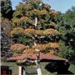 町の木「クロガネモチ」の写真