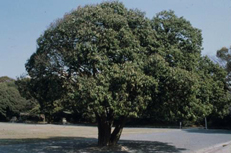 広場の木「クスノキ」の写真