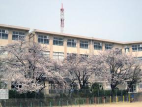 長丘小学校の桜