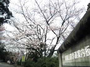 鴻巣山東入口の桜