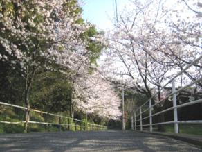 鴻巣山北口付近の桜
