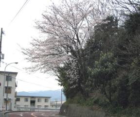 鴻巣山の桜
