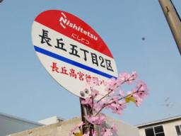 長丘バス停の桜