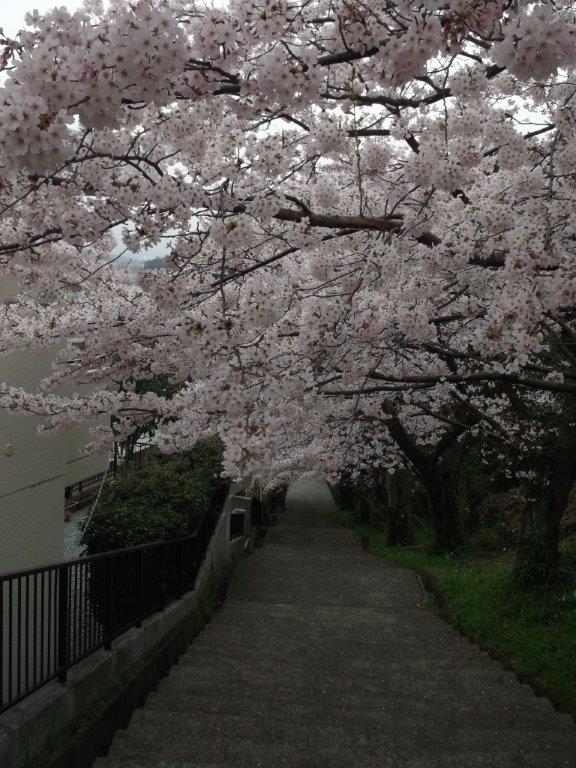 松崎配水場の桜4