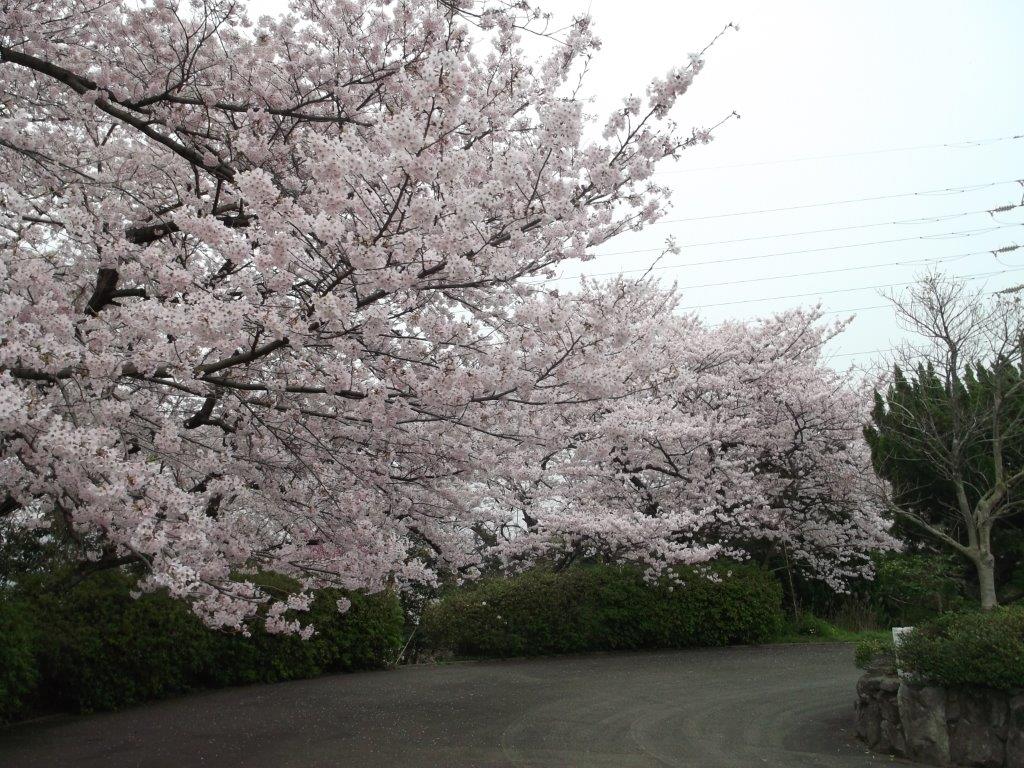 松崎配水場の桜2