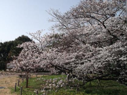 「臥龍桜」の拡大画像
