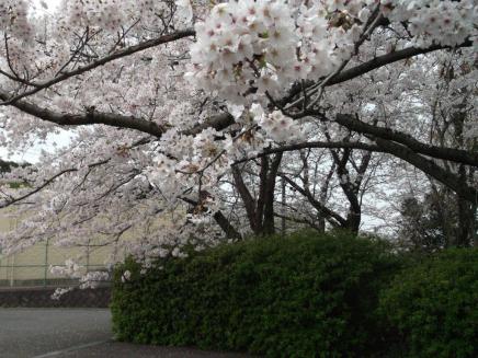 「松崎浄水場の満開の桜」の拡大画像２
