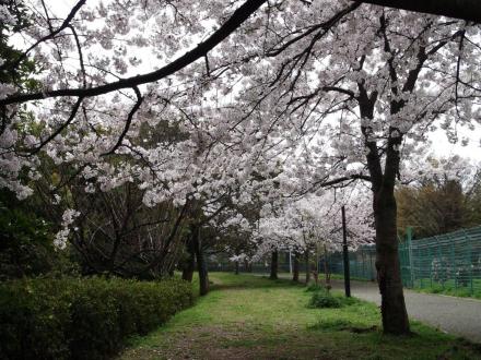 「松崎浄水場の満開の桜」の拡大画像３