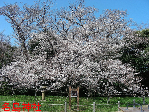 平成２８年３月末の臥龍桜