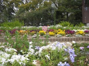 画像:西南杜の花クラブの花壇の写真1