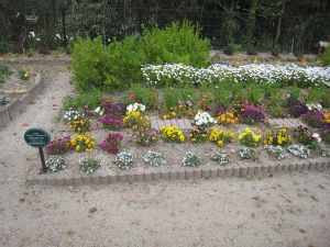 画像:西南杜の花クラブの花壇の写真3