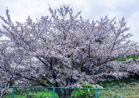 画像:片江市民緑地の桜の写真1
